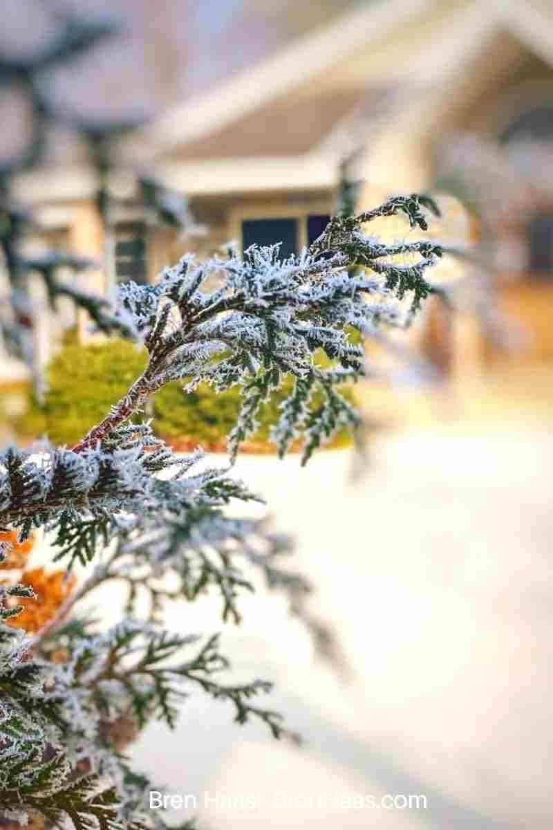 Ice on Evergreen Shrub on Foggy Morning