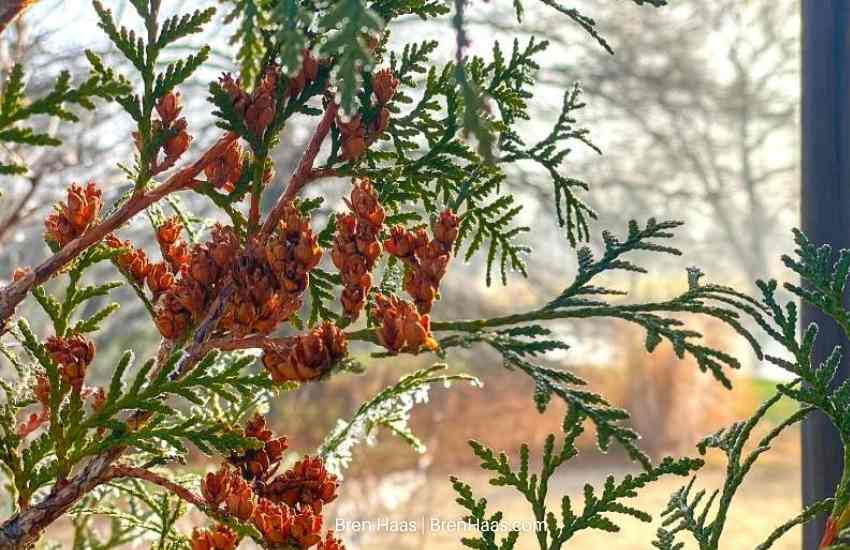 Evergreen Seeds in Fog
