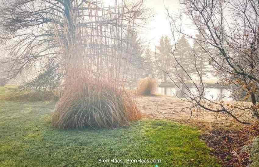 Grass in Fog in Late Winter Season