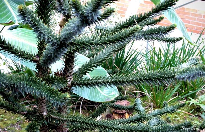 Fun Facts About The Monkey Puzzle Tree