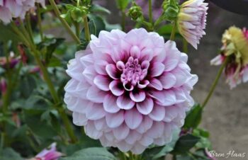 aitara diadem dahlia