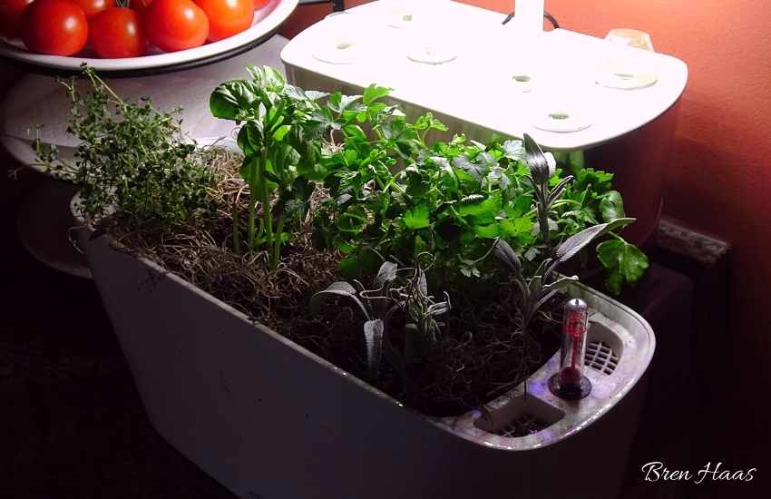 Growing Fresh Herbs Indoors Under Lights
