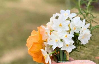 paperwhite blooms bouquet