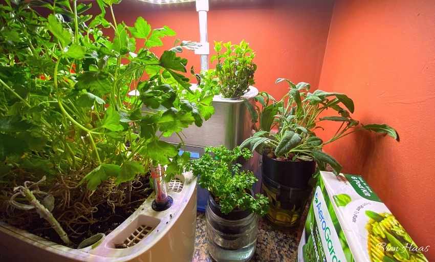 year-round kitchen indoor gardening set up