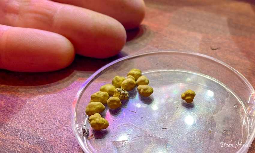 Pellets with 3 Different Seedlings Inside