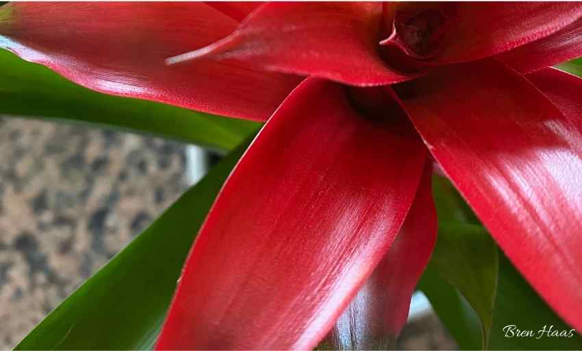 About Bromeliads Growing in Home Gardens
