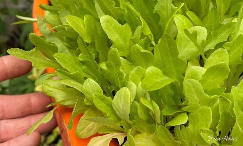 Growing Microgreen Lettuce Review and Tips
