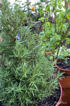 Christmas Time Rosemary