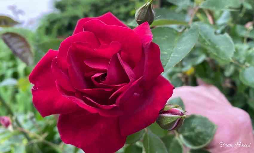 Easy Grow Knock Out Rose Shrubs