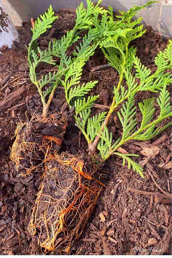 Healthy Roots on the Thuja Giant Tree Starters
