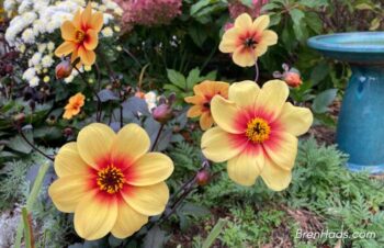 Sunshine Dahlia Variety in Home Garden