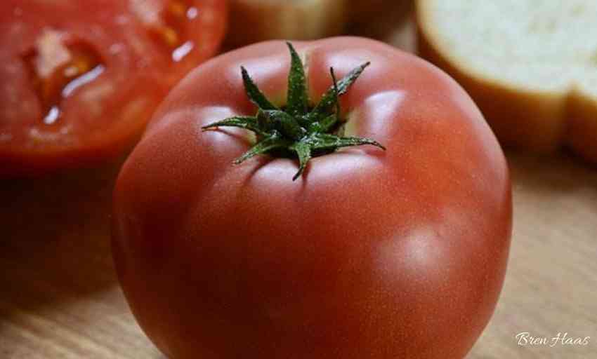 New Home Garden Tomato Varieties