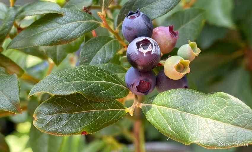 How to Grow A Blueberry Plant