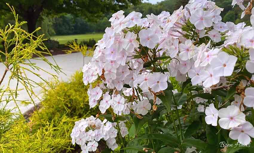 All About Phlox Blooms