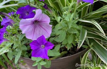 Blue Petunia and Spider Plant