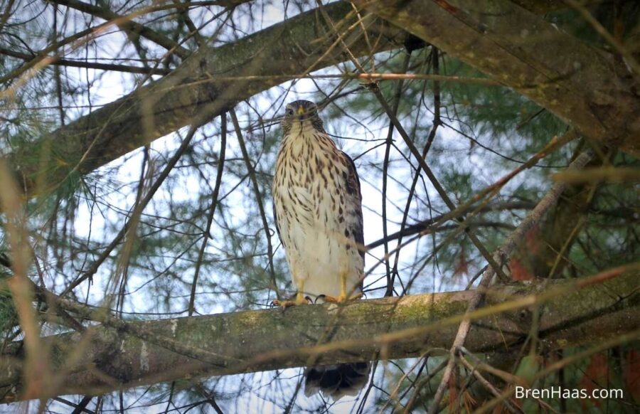 Cooper's Hawk in the Oak Tree