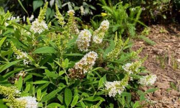 Late August Heat Pushing New Blooms