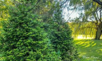 Landscape Ideas | Arborvitea