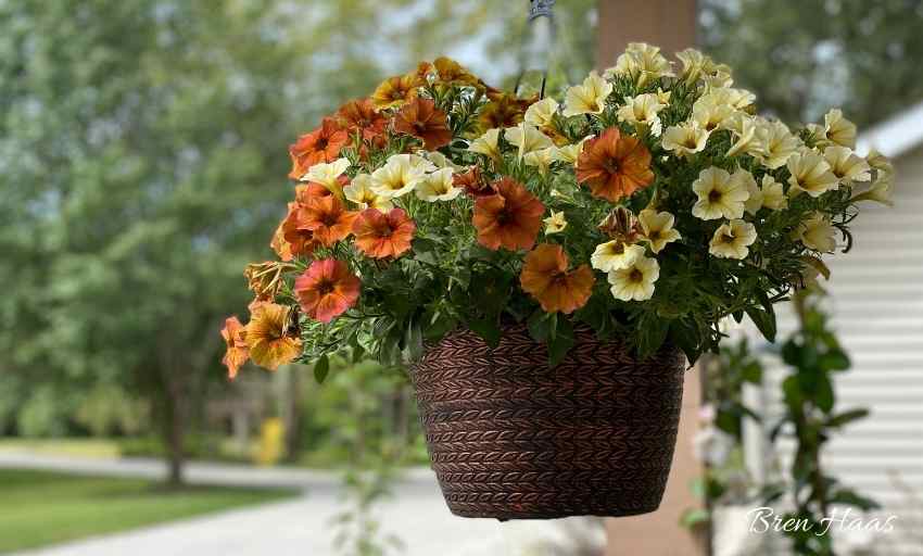 Petchoa Plant Are Perfect for Autumn Containers
