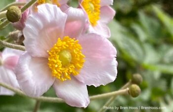 Japanese Anemone Pink Bloom