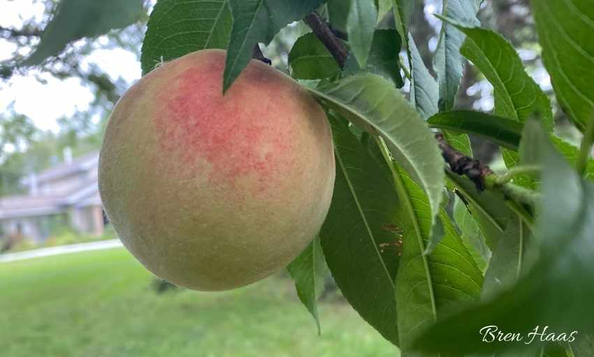 The Beautiful Peach in August