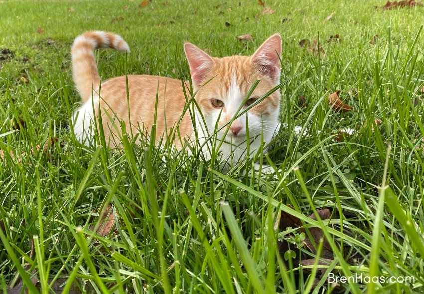 Buddy Kitty Plays in the Grass