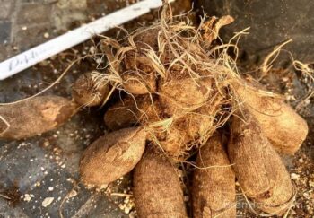 dahlia tubers