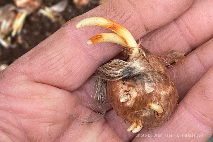 Saffron Crocus Bulb