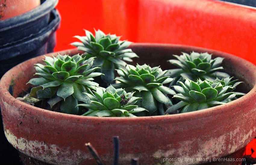 kiwi babies in container