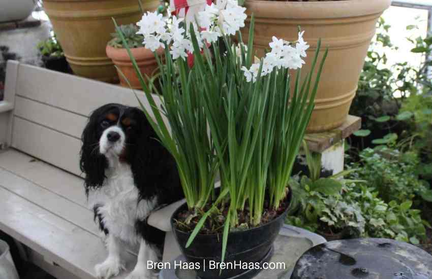 paperwhites tall with puppy on bench