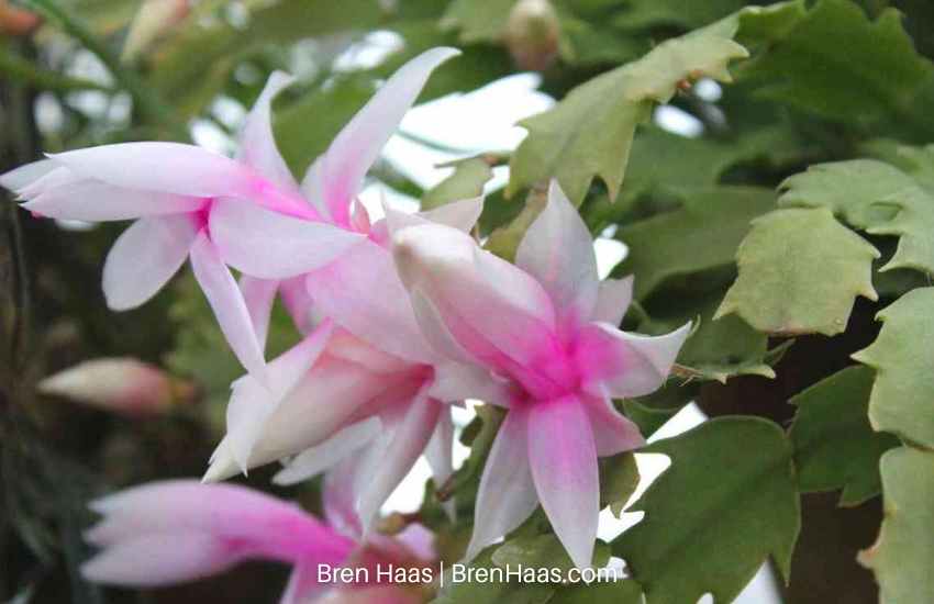 Thanksgiving cactus in bloom