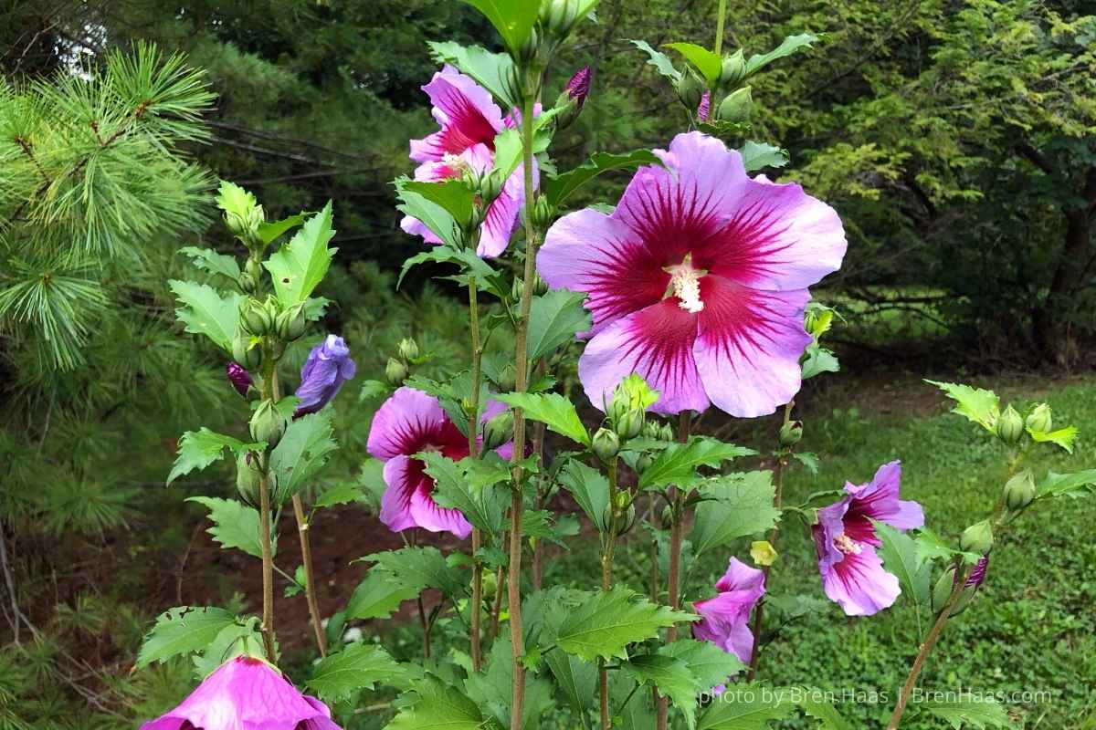 Pink Pillar Hibiscus ( Rose of Sharon Shrub