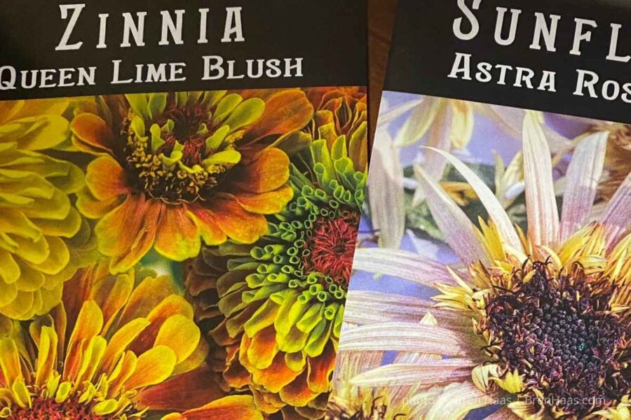 Rare Sunflower and Zinnias