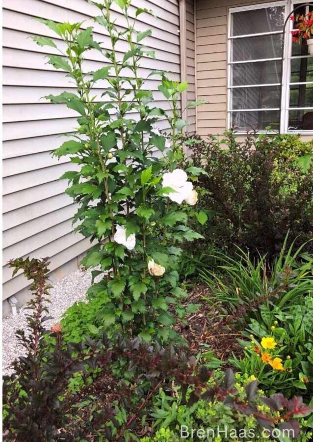 Tall Pillar White Rose of Sharon