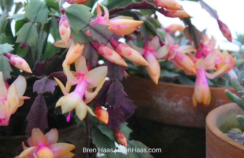 Unique Peach and Pink Christmas Cactus in Bloom