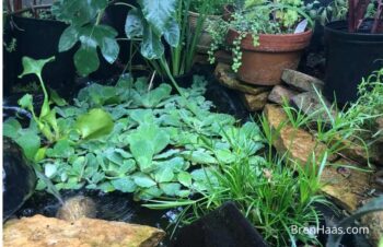 water lettuce in my late summer pond