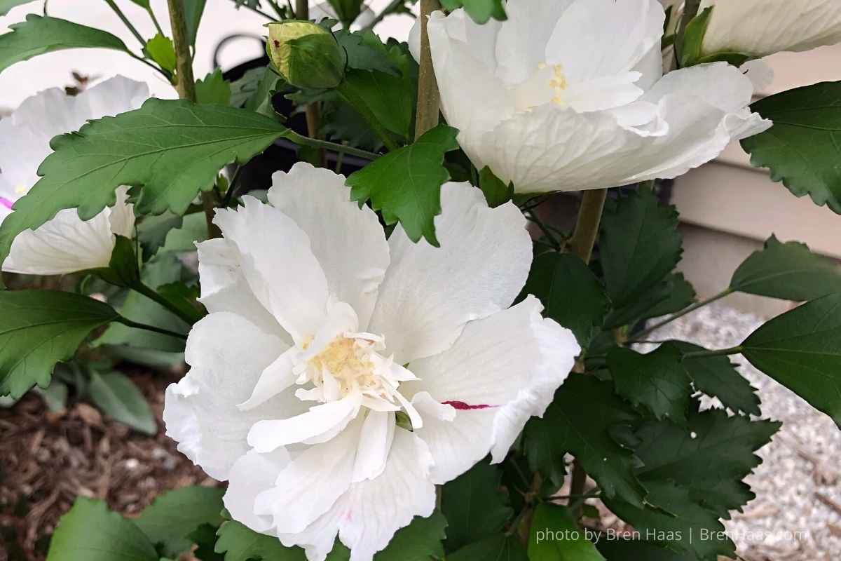 Pillar (Hibiscus) Rose of Sharon Shrub