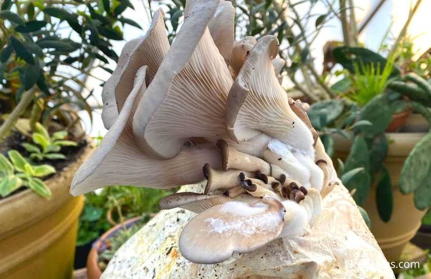 Growing North Spore Mushroom Harvest
