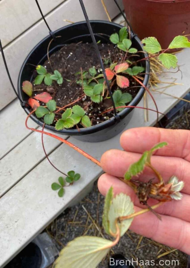 Strawberry Plant in Hanging Baskiet