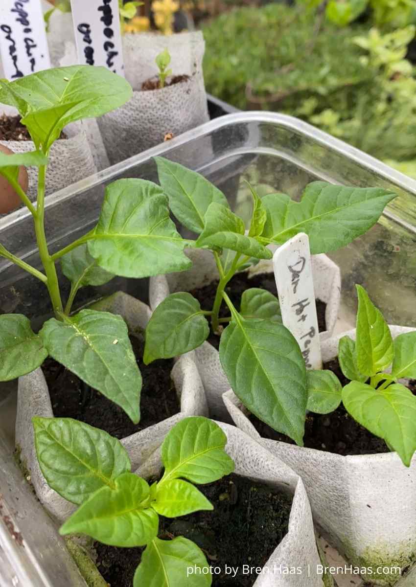Hot Pepper Starter Plants