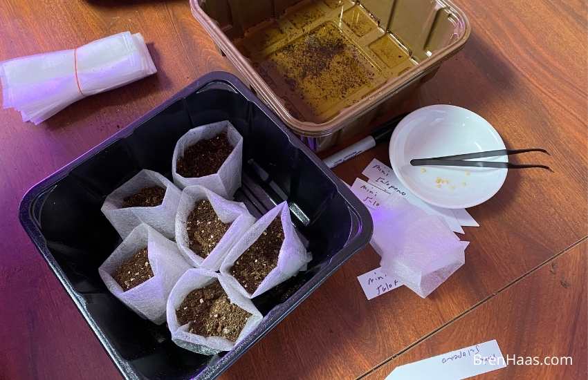 Growing Pepper Plants From Seed Indoors