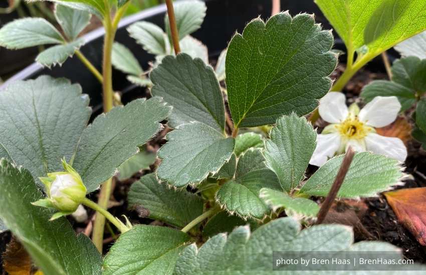 White Carolina Strawberry Plants In My Home Garden Update