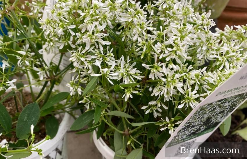 Creative Ways TO Grow Diamond Frost Euphorbia