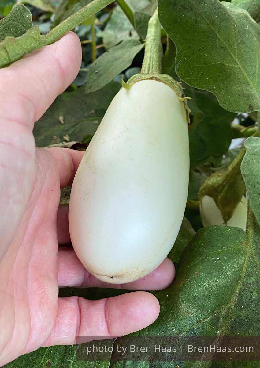 starwhiteeggplant Creative Living with Bren Haas