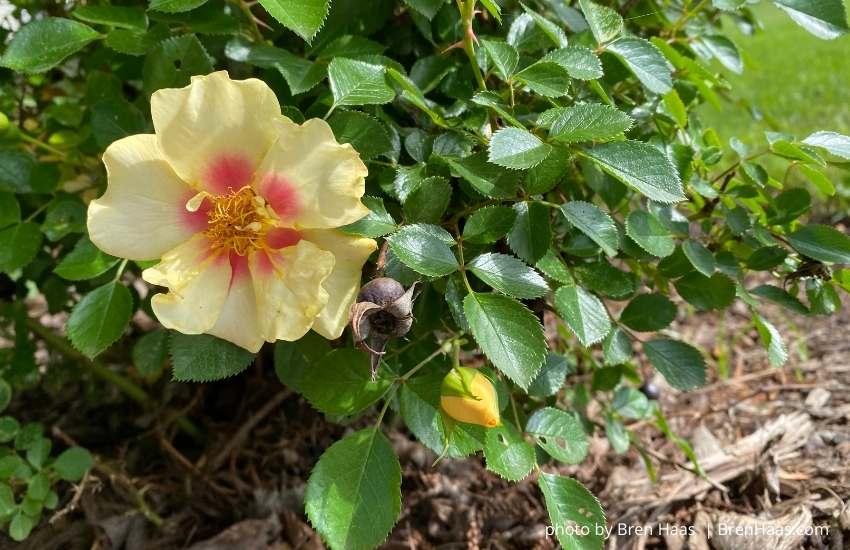 All About The Rose Ringo Fragrant Shrub