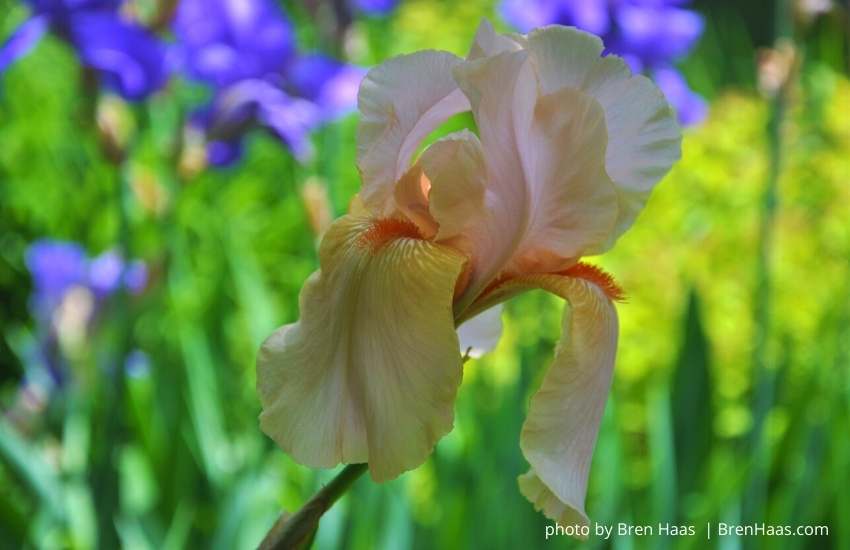 Tall Peach Iris In My Home Garden
