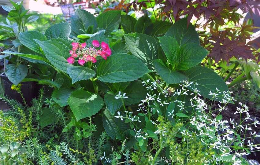 Hydrangea in the Garden