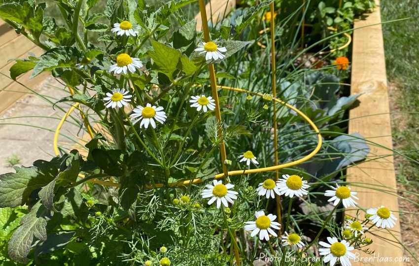 germn chamomile in my Raised Bed