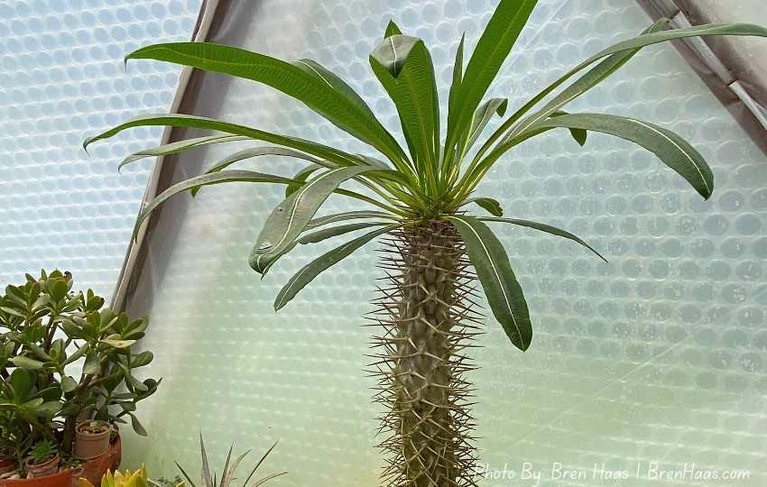 My Madagascar Palm In The Dome