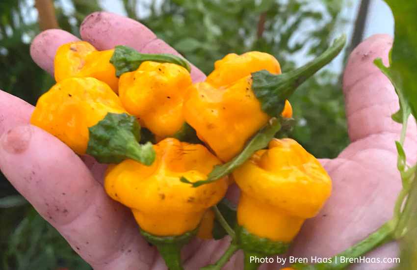 Yellow Hot Peppers in the Dome Greenhouse